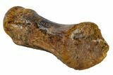 Hadrosaur (Edmontosaur) Metacarpal (Wrist) Bone - South Dakota #117080-1